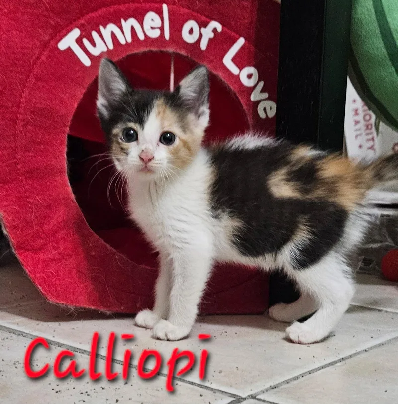A baby medium-sized female Domestic Short Hair cat named Calliope for adoption in Plano, TX