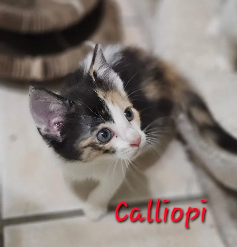 Calliope thumbnail 3