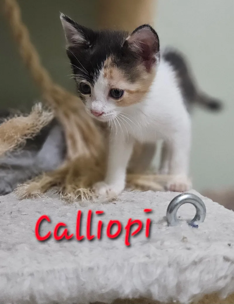 Calliope thumbnail 4