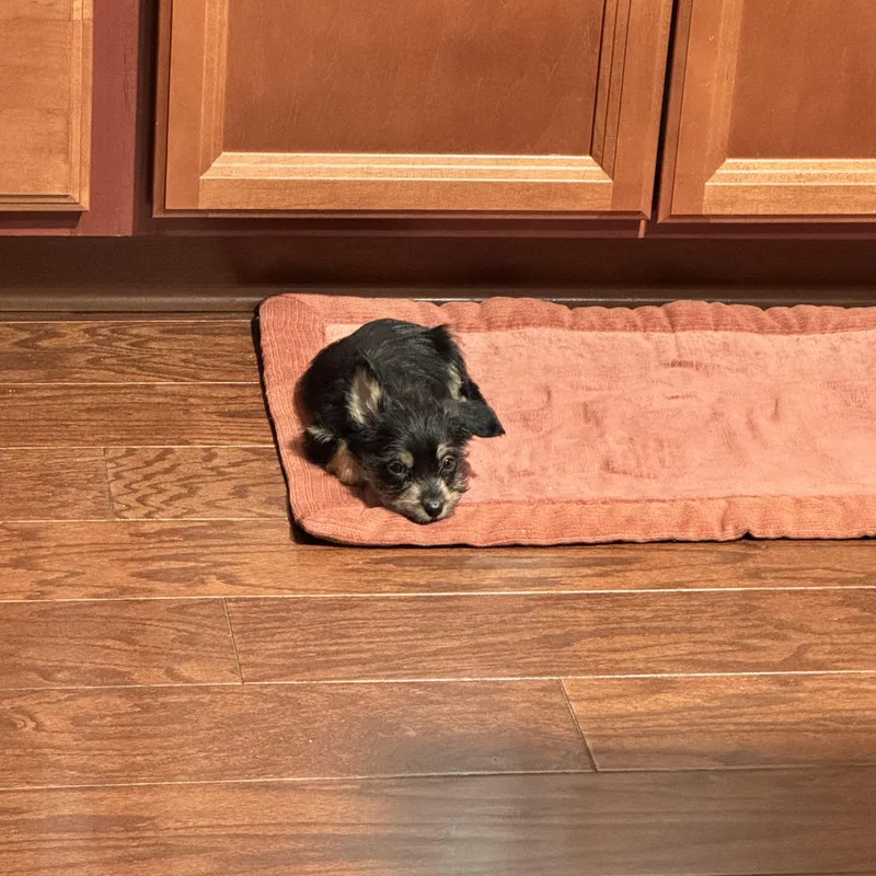 A baby small-sized male Terrier dog named Binx for adoption in Gainesville, VA