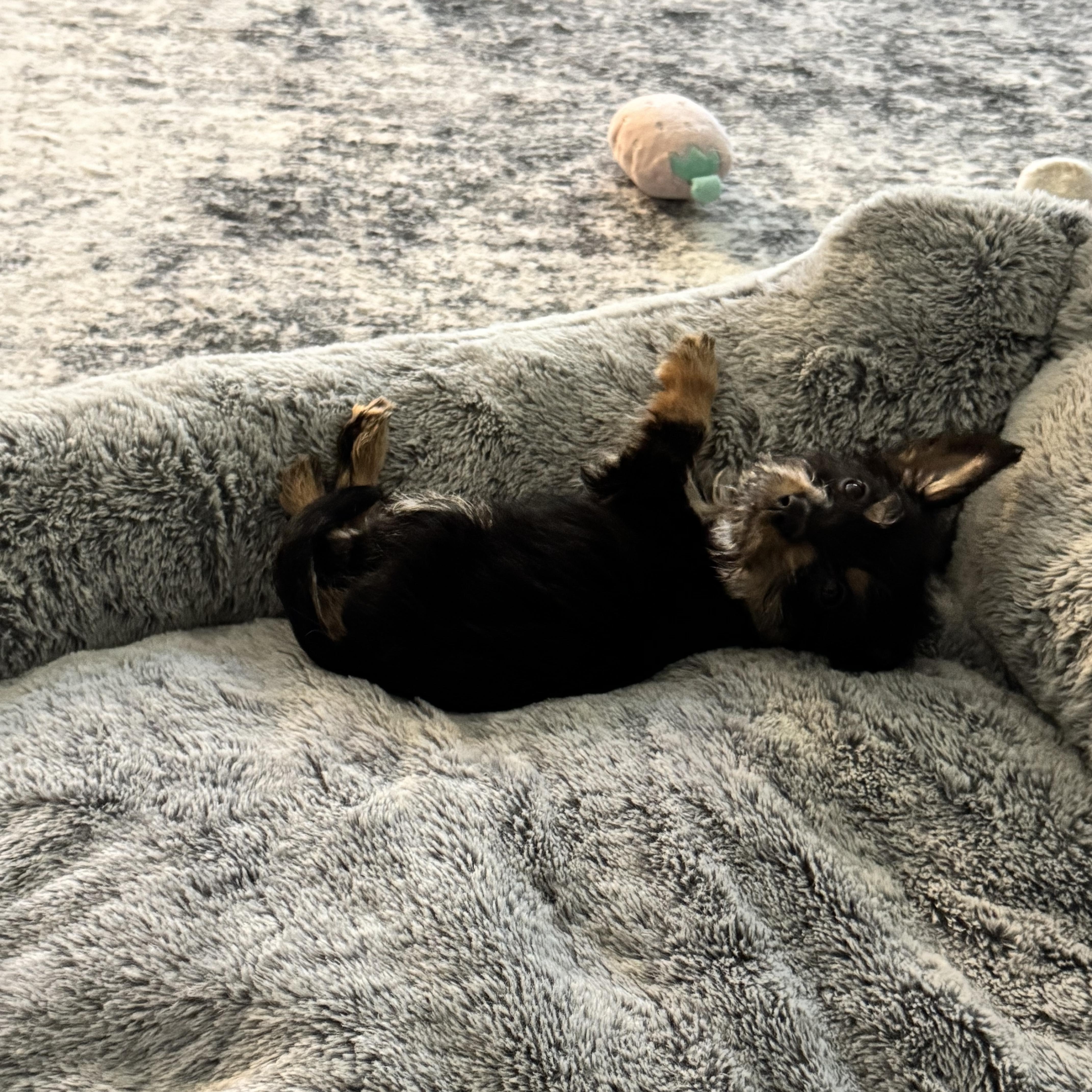 Binx thumbnail 4