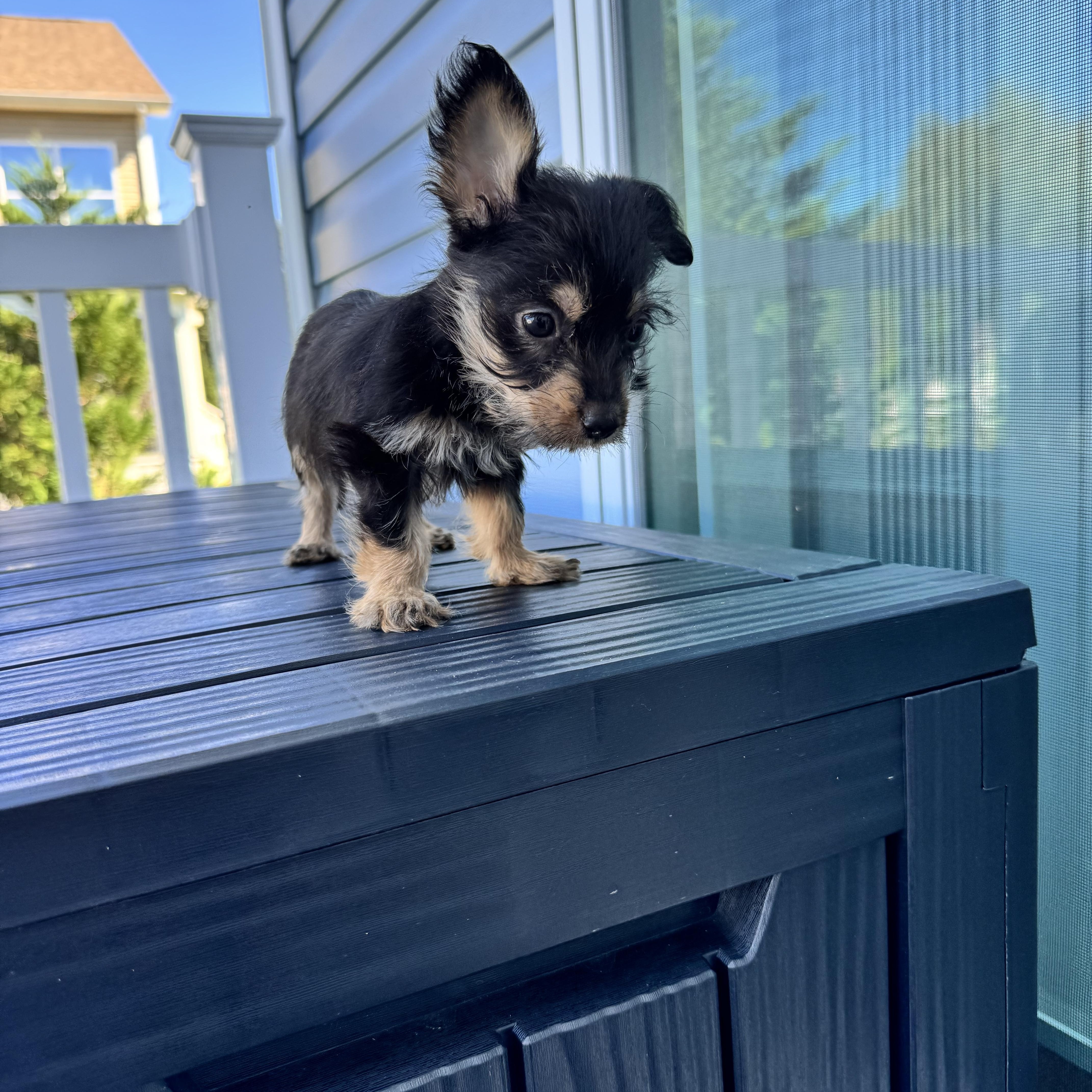 Binx thumbnail 5