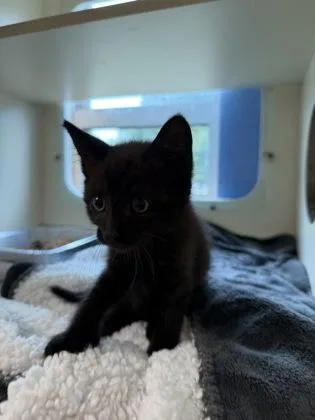 A baby small-sized male Domestic Short Hair cat named Judo Ragman for adoption in Chamblee, GA