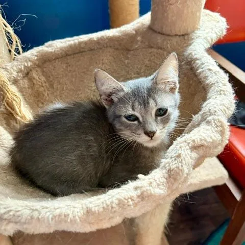 A baby small-sized male Gray / Blue / Silver Domestic Short Hair cat named Kevin for adoption in Chapel Hill, NC