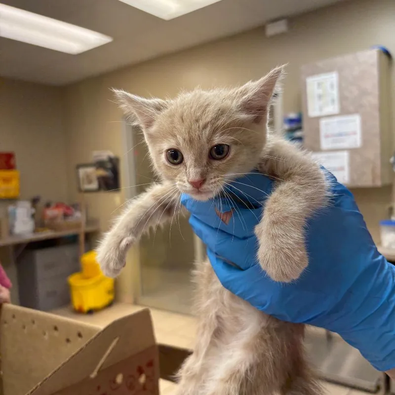 A baby small-sized female Buff / Tan / Fawn Domestic Short Hair cat named Crystal for adoption in Birmingham, AL