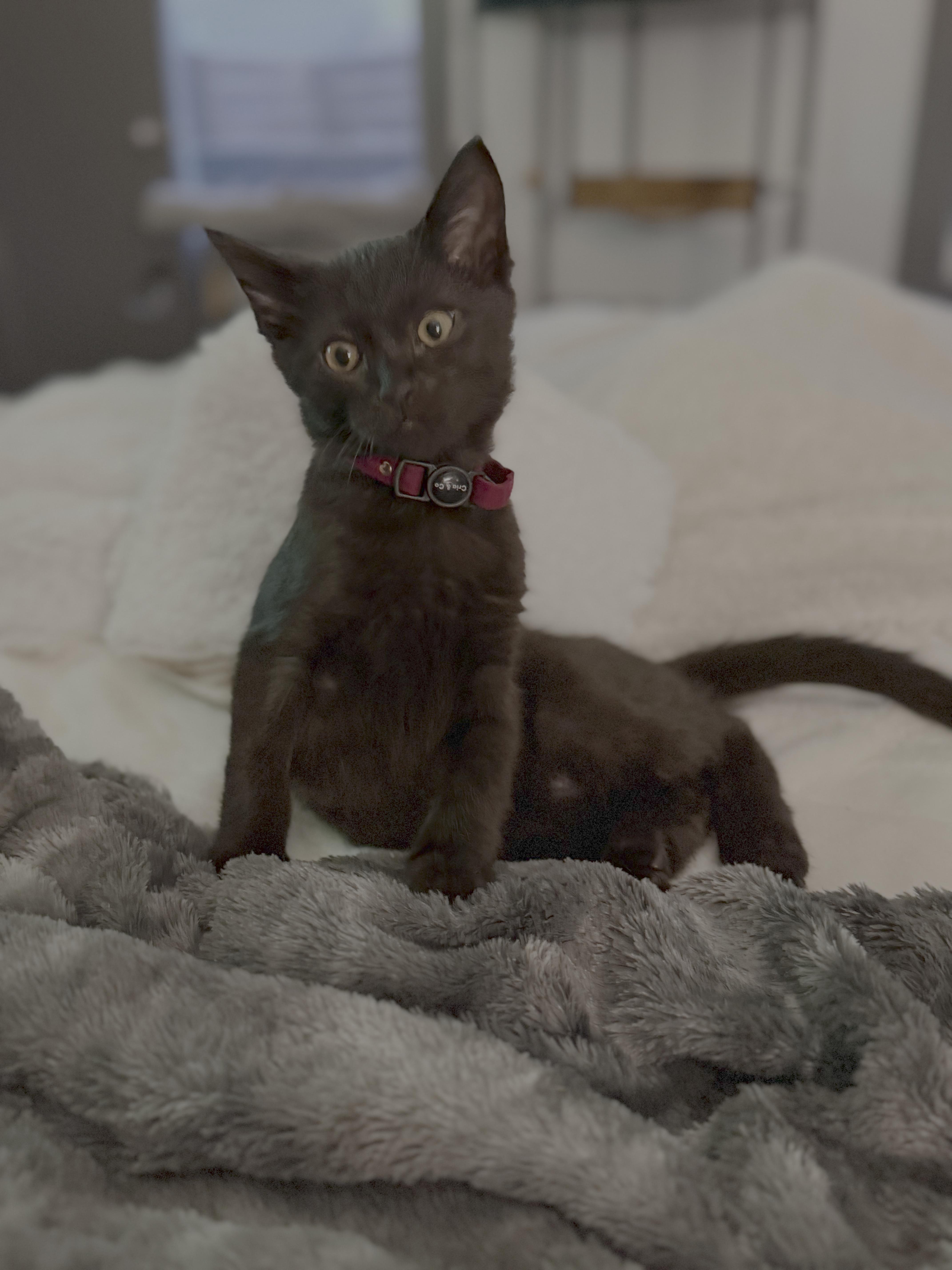 A baby small-sized male Black Domestic Short Hair cat named Carbs for adoption in Nashville, TN