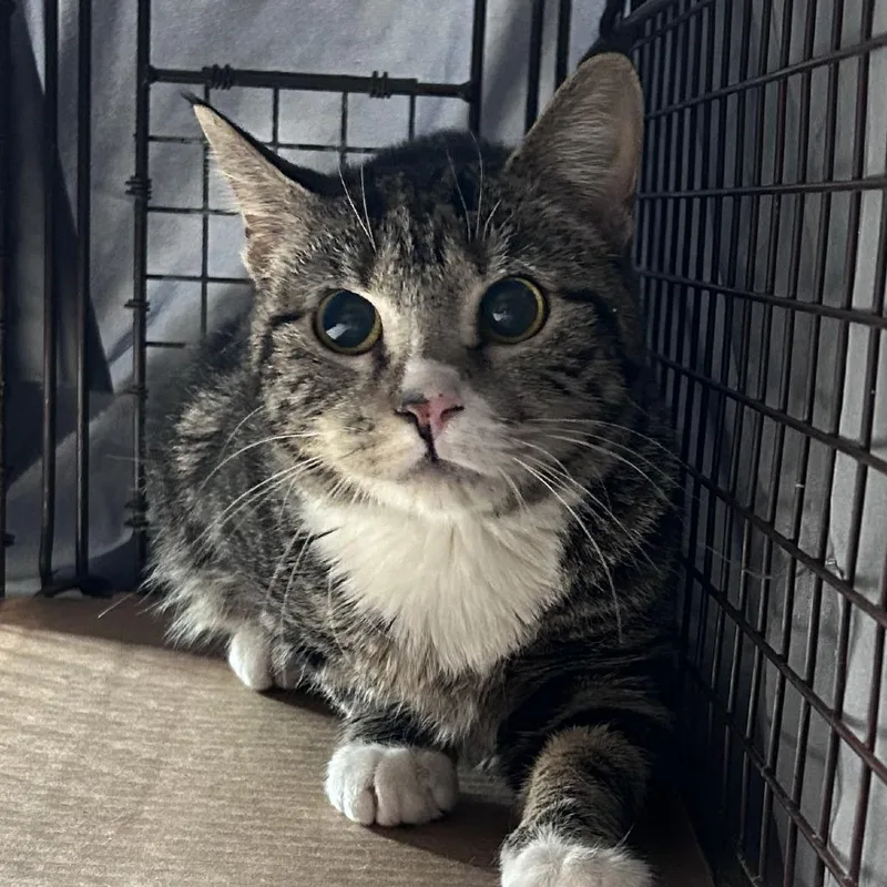 An adult medium-sized female Brown / Chocolate Domestic Short Hair cat named Socks for adoption in Philadelphia, PA