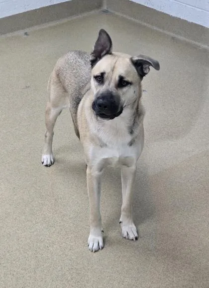 An adult large-sized male Shepherd dog named Sc Buster for adoption in North Miami Beach, FL