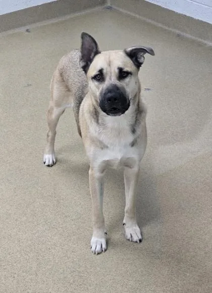 Sc Buster thumbnail 2