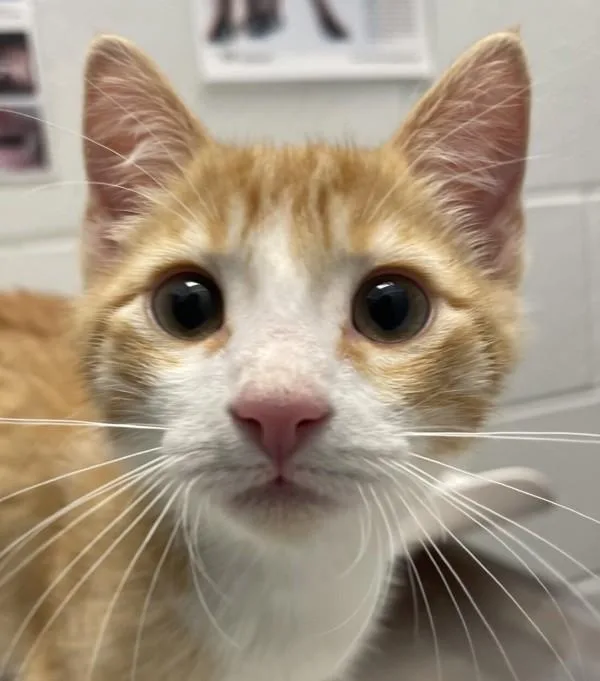 A baby small-sized male Domestic Short Hair cat named Schnitzel for adoption in Golden, CO