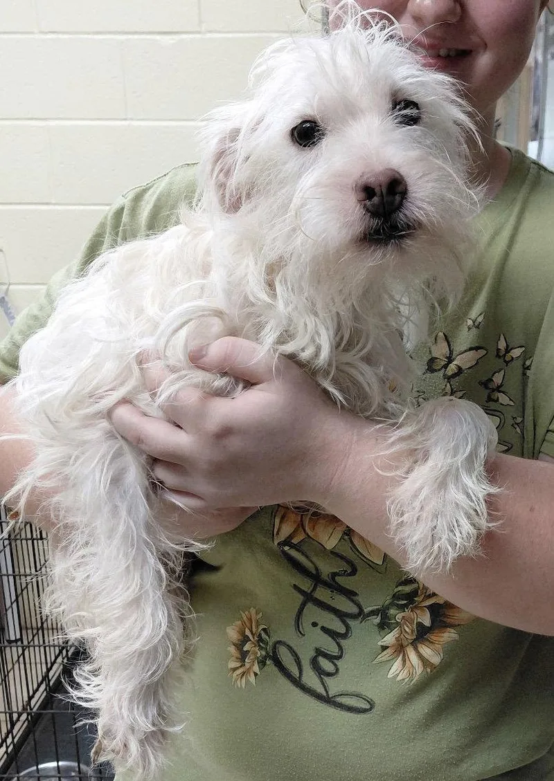 An adult small-sized male Schnauzer dog named Sargent for adoption in Staley, NC