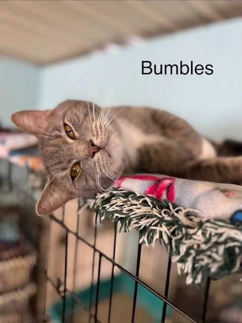 Bumbles thumbnail 5