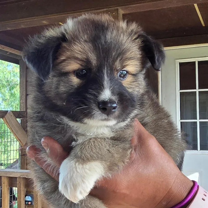 A baby small-sized male Black Chihuahua dog named Ian for adoption in Floresville, TX