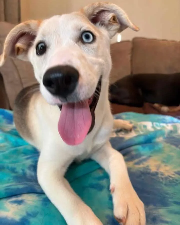 A baby medium-sized female Siberian Husky dog named Matcha for adoption in Salisbury, MD