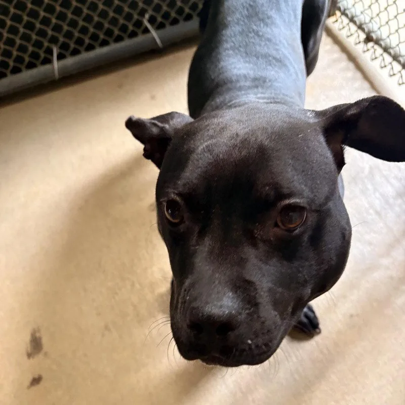 An adult medium-sized female Terrier dog named Tilly for adoption in Dallas, TX