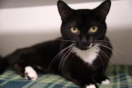 A young medium-sized female Black & White / Tuxedo Domestic Short Hair cat named Submarine for adoption in Bellingham, WA