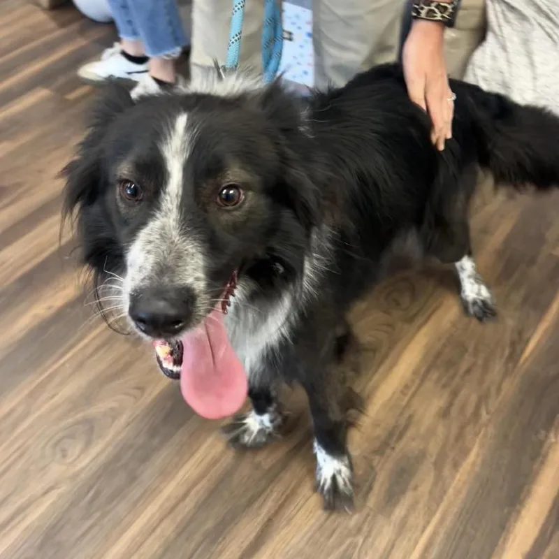 An adult medium-sized male Black Mixed Breed dog named Zero for adoption in Jeffersonville, IN