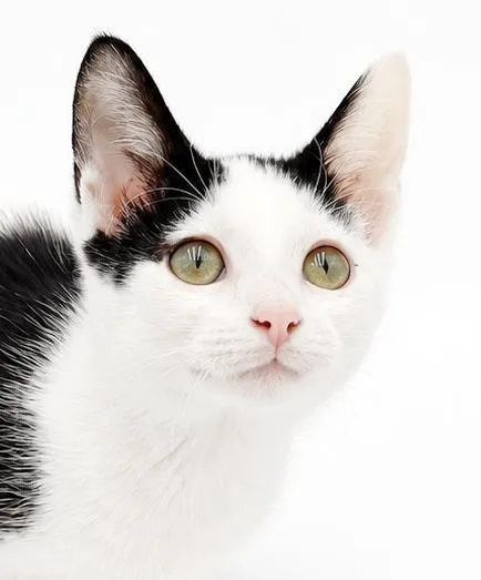 A baby small-sized female White Turkish Van cat named Molly Jolly is oh for adoption in Bedford Hills, NY