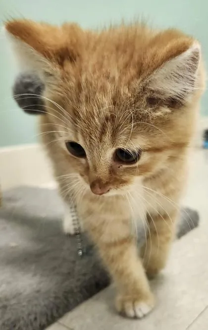 An adult medium-sized male Domestic Short Hair cat named Dorito for adoption in Columbus, IN