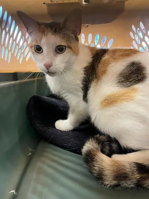 An adult medium-sized female Domestic Short Hair cat named Hallie for adoption in Palmetto, FL
