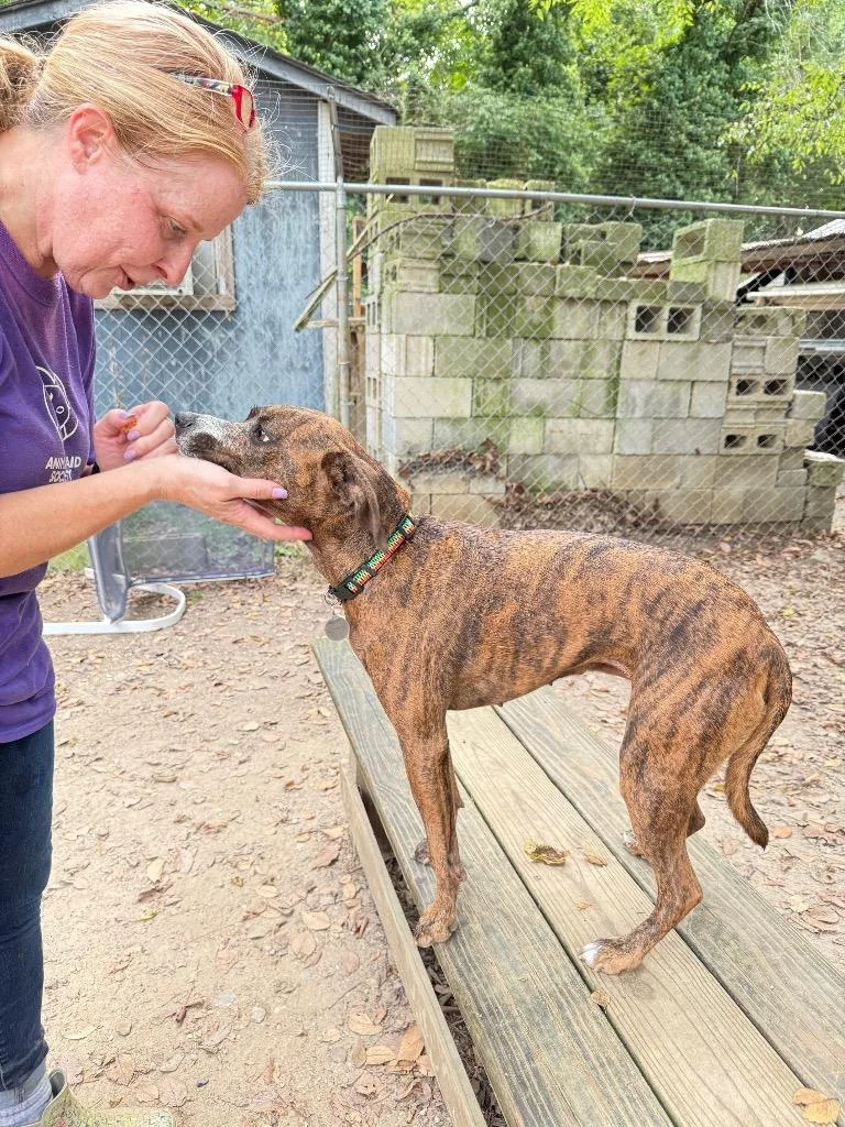 An adult medium-sized female Whippet dog named Courage for adoption in Hampton, VA