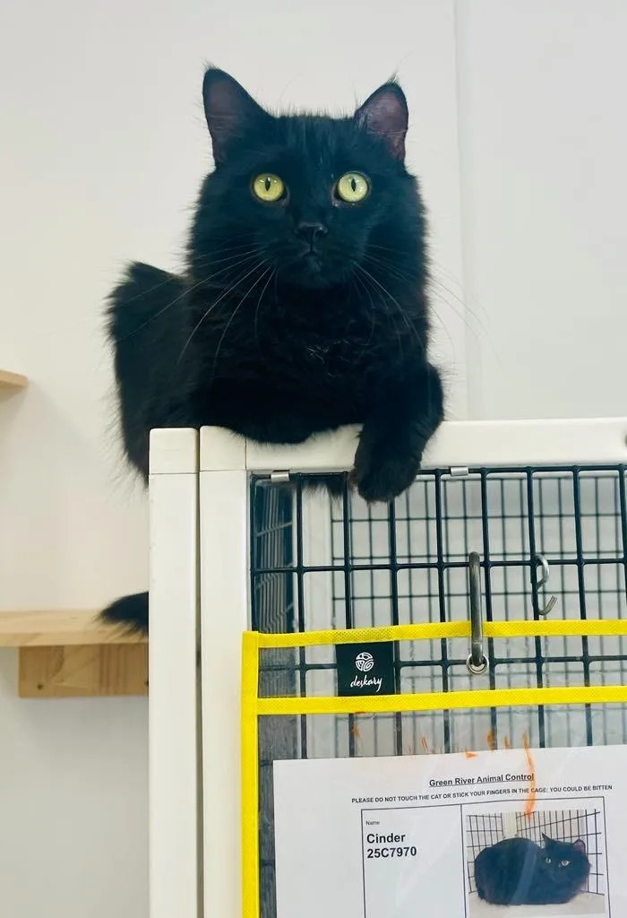 An adult medium-sized female Domestic Long Hair cat named Bella for adoption in Green River, WY