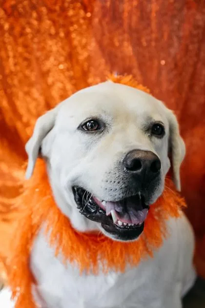 An adult large-sized male Labrador Retriever dog named Capone for adoption in Dothan, AL