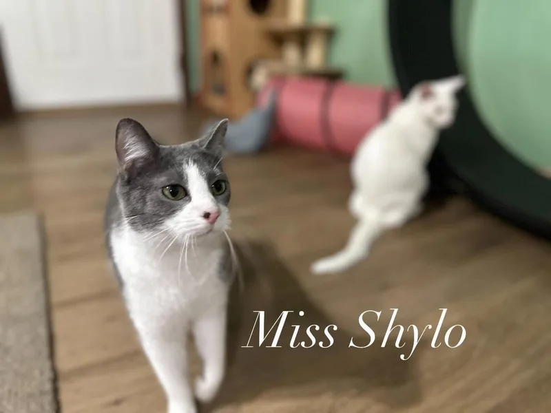 Shylo