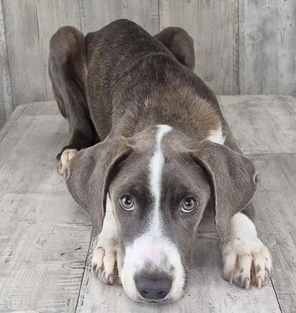 An adult small-sized male Pointer dog named Bullet for adoption in Shreveport, LA
