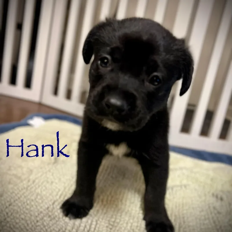 Hank
