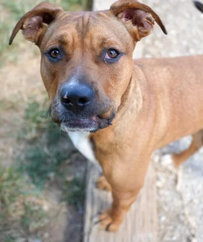 Daisy Mae thumbnail 3