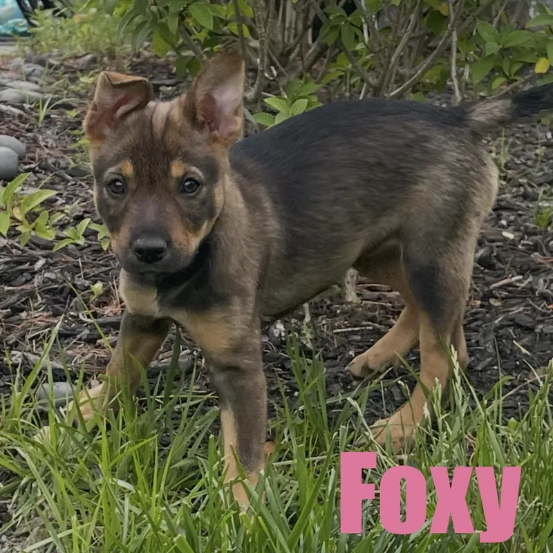 Foxy