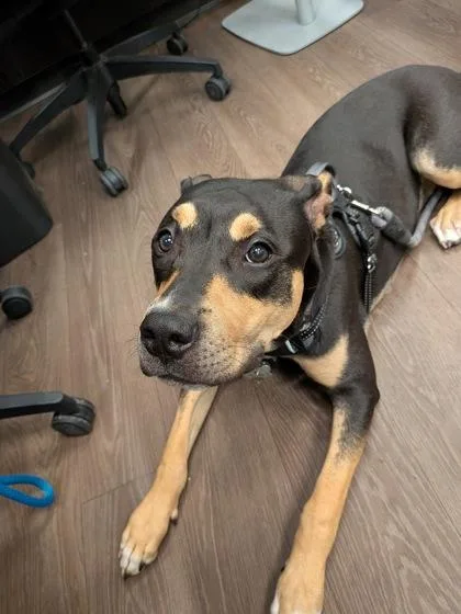 A young small-sized female Mixed Breed dog named Paige for adoption in Atlanta, GA