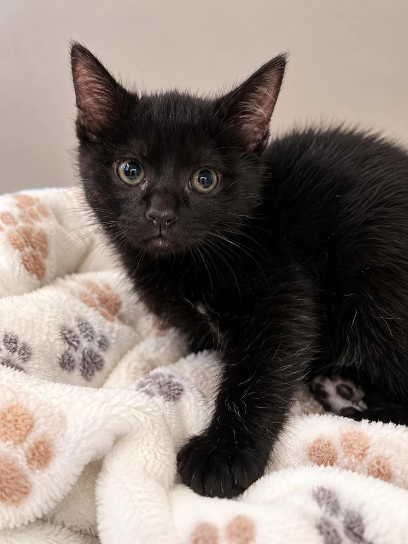 A baby small-sized male Domestic Short Hair cat named Midnight for adoption in Rio Linda, CA