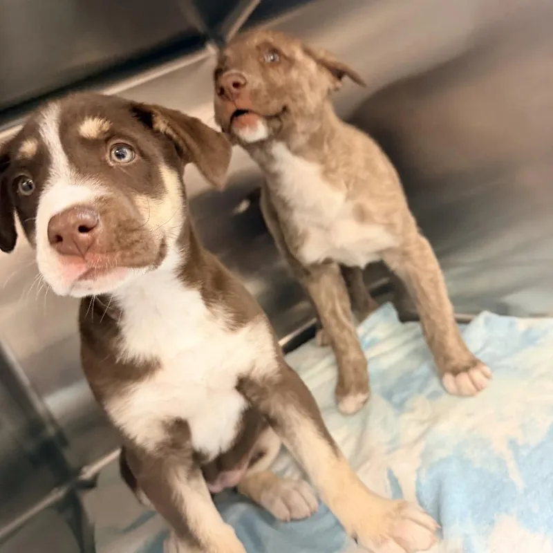 A baby small-sized female Mixed Breed dog named Sunflower for adoption in Newark, NJ