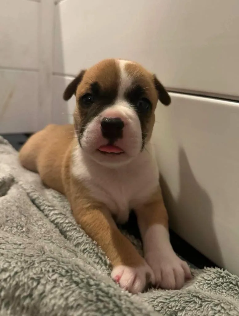 A baby large-sized male Terrier dog named Mordecai for adoption in El Dorado, AR