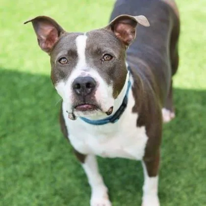 An adult large-sized male Gray / Blue / Silver Mixed Breed dog named Zap for adoption in Atlanta, GA