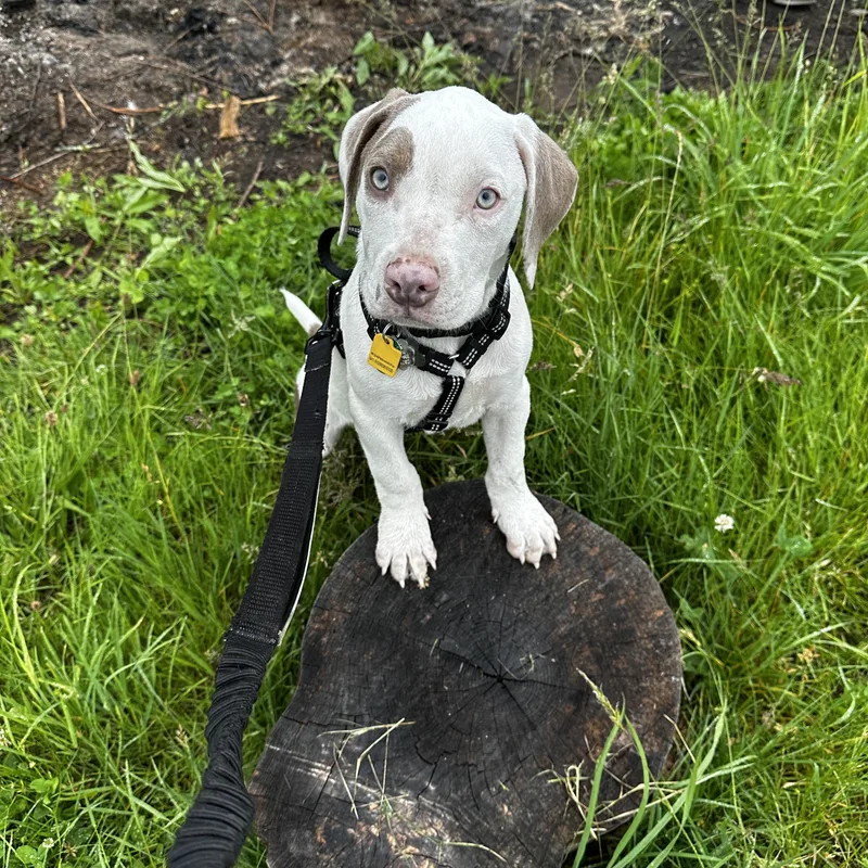 A baby large-sized male Terrier dog named Koda fka Loki for adoption in Medfield, MA