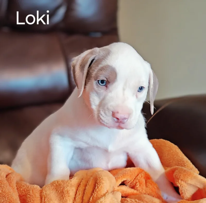 Koda fka Loki thumbnail 5