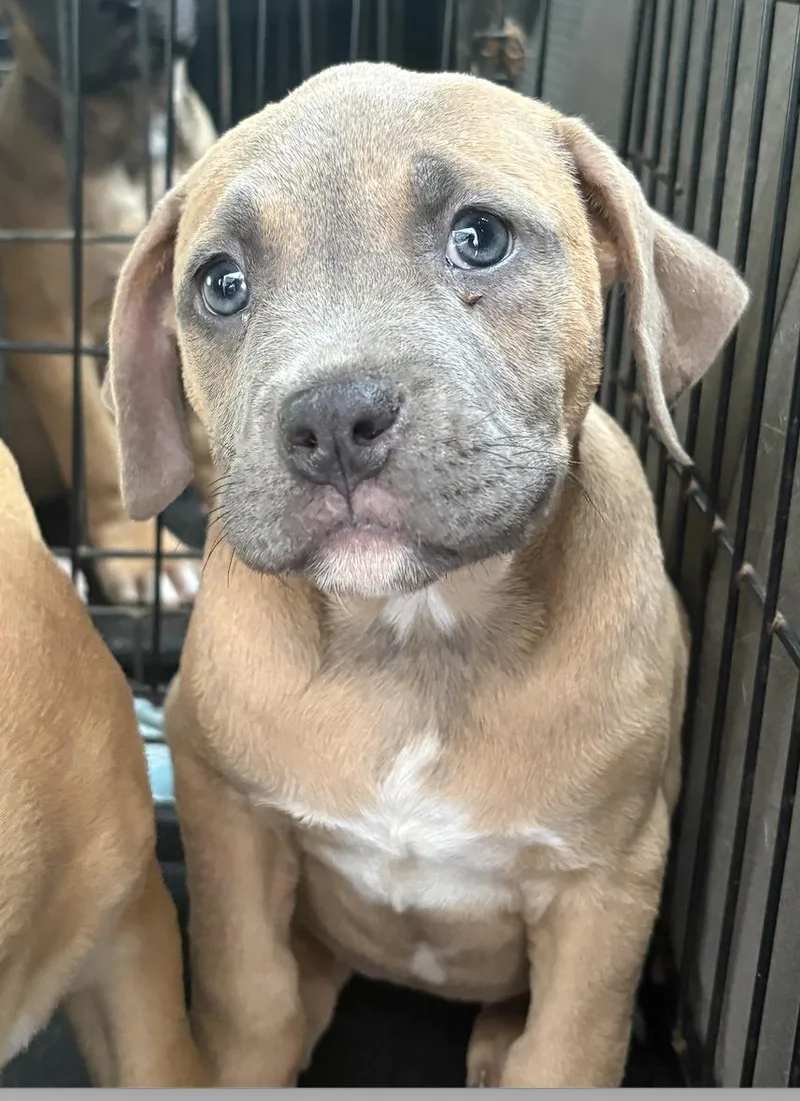 A baby medium-sized female Catahoula Leopard Dog dog named Willow for adoption in Decatur, GA