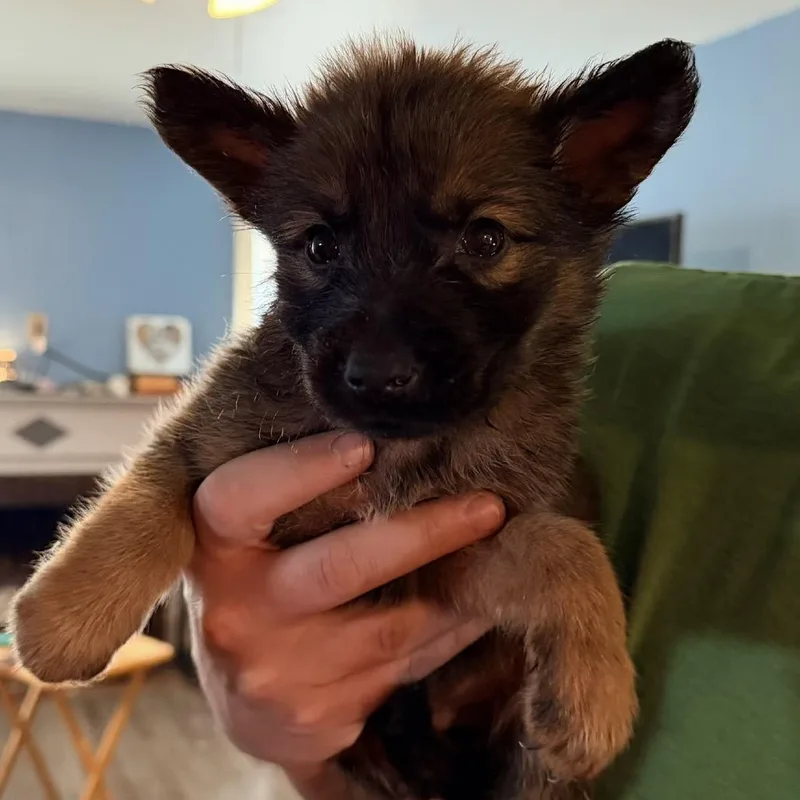 A baby small-sized male Brown / Chocolate Shepherd dog named Yoda for adoption in Saint John, IN