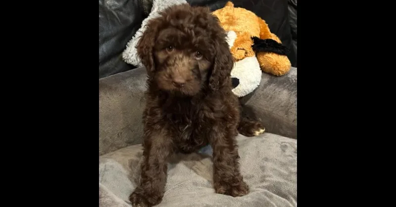 A baby large-sized male Brown / Chocolate Aussiedoodle dog named Cash for adoption in Milton, GA