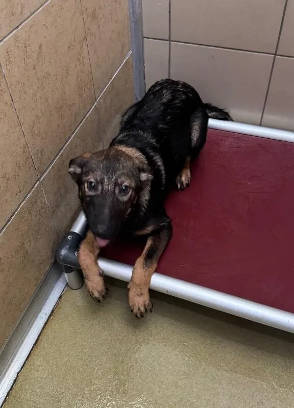 A young medium-sized female Black Mixed Breed dog named Sahara for adoption in Hobbs, NM