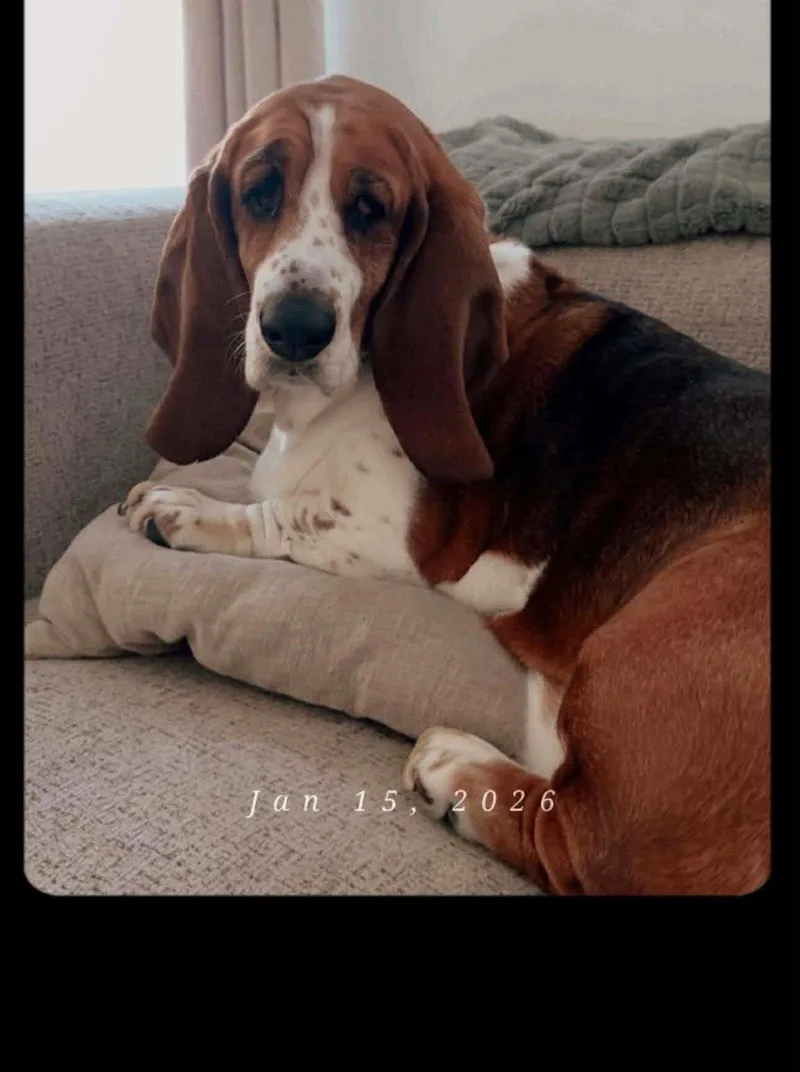 An adult medium-sized female Basset Hound dog named Lucy for adoption in Mays Landing, NJ