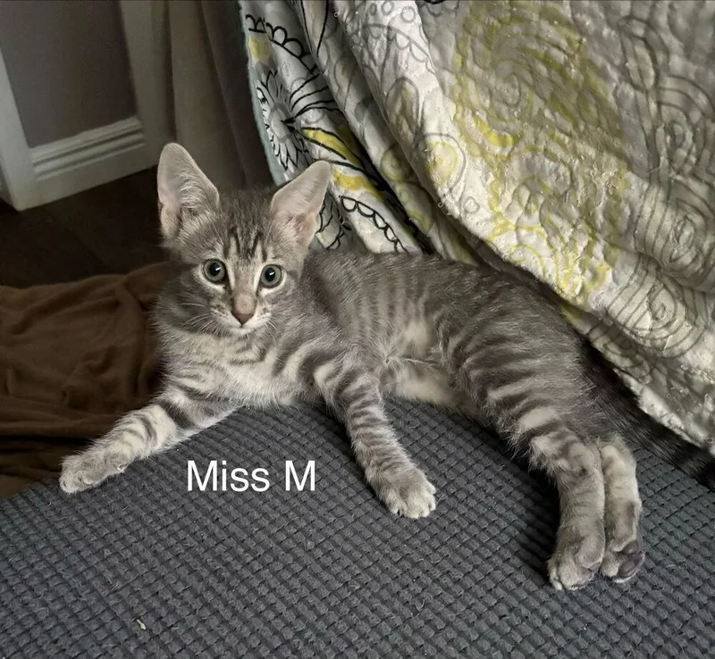 A baby small-sized female Domestic Short Hair cat named Miss M for adoption in Dallas, TX