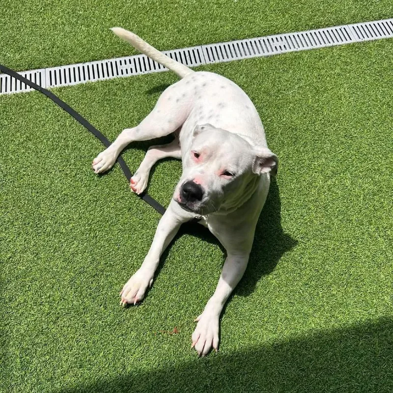 An adult medium-sized female White / Cream American Bulldog dog named Bella for adoption in Jupiter, FL