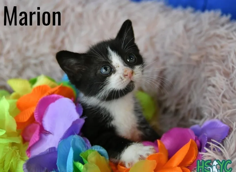 A baby medium-sized female Domestic Short Hair cat named Marion for adoption in Fort Mill, SC