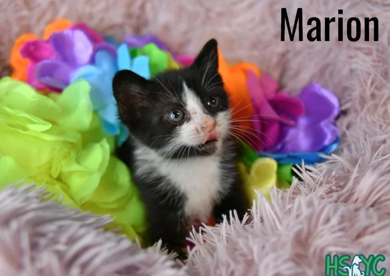 Marion thumbnail 2