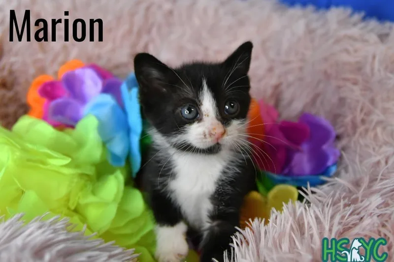 Marion thumbnail 3