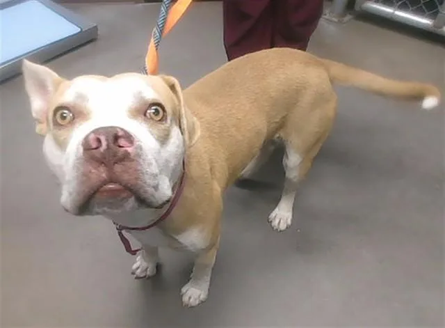A young large-sized male Pit Bull Terrier dog named Frisbee for adoption in Phoenix, AZ